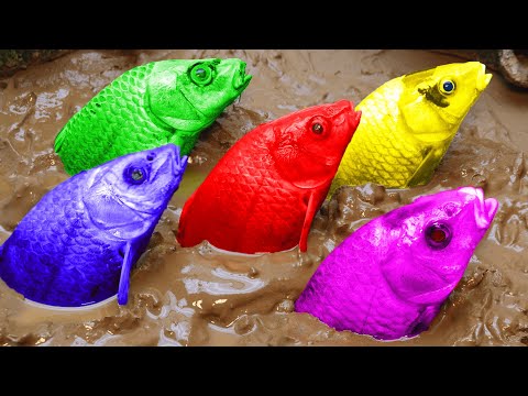 Stop Motion Cooking ASMR Colorful Koi Fish Cow, ikan & Big Frog 다채로운 잉어물고기 | 거대한 개구리 – 무지개 메기/ 스톱 모션