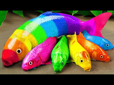 Stop motion ASMR – Catfish hunting Colorful carp koi fish  – 다채로운 잉어물고기 | 거대한 개구리 – 무지개 메기/ 스톱 모션