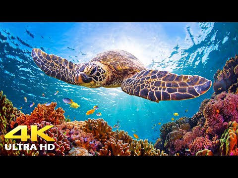 4K Underwater Wonders + Relaxing Music 🐠 Tropical Fish, Coral Reefs – Reduce Stress And Anxiety