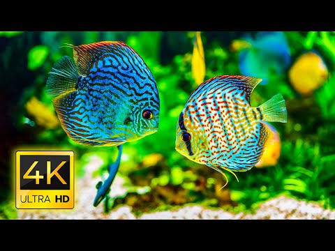 Aquarium 4K VIDEO (ULTRA HD) – Sea Animals With Relaxing Music – Rare & Colorful Sea Life Video