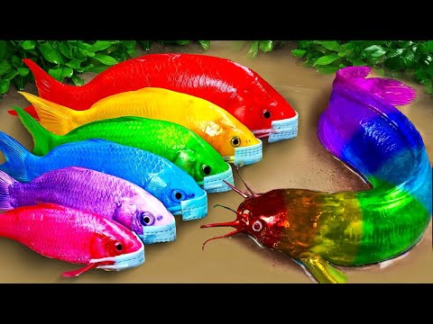 Stop motion ASMR | Crocodile catfish eel hunting colorful koi fish and rainbow carp 스톱 모션