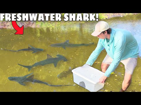 Trapping FRESHWATER SHARKS For My POND!