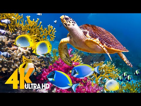 The Ocean 4K – Sea Animals for Relaxation, Beautiful Coral Reef Fish in Aquarium (4K Video Ultra HD)