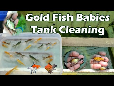 What Fish Will Clean My Aquarium Glass? - secrettohappypets.com - Aquarium Cleaning For Goldfish Community