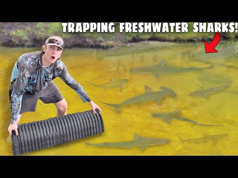 Trapping FRESHWATER SHARKS For My AQUARIUM!