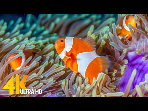 Aquarium 4K VIDEO (ULTRA HD) – Beautiful Coral Reef Fish – Sleep Relaxing Meditation Music