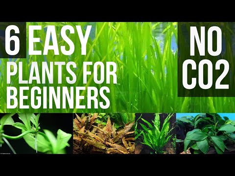 Easy Live Plants for Your Aquarium That Don’t Need CO2 | Easy Plants For  Beginner | Care Guide