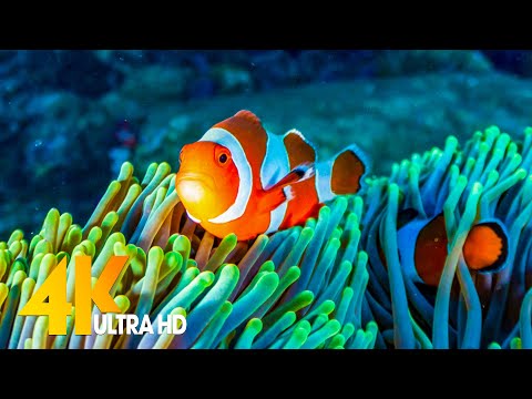 Aquarium 4K VIDEO (ULTRA HD) 🐠 Sea Animals With Relaxing Music – Rare & Colorful Sea Life Video