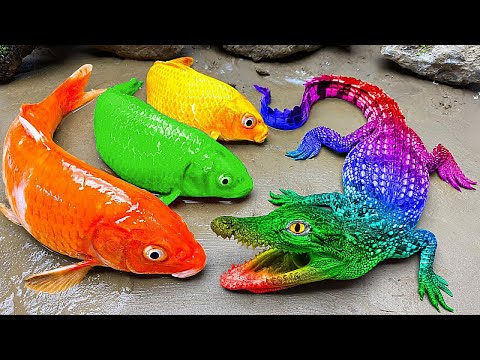Stop Motion Cooking ASMR Colorful Koi Fish, ikan & Big Frog 다채로운 잉어물고기 | 거대한 개구리 – 무지개 메기/ 스톱 모션