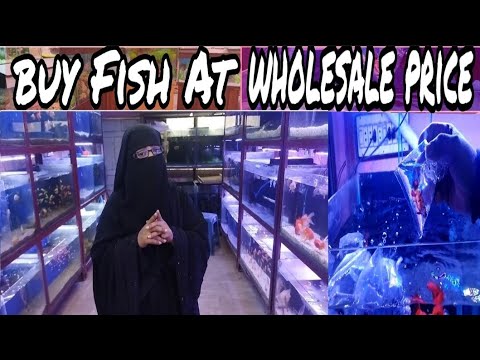 Aquarium Fish Price in Karachi Pakistan Recent Aquarium Fish Price Update Fish Market @karachiinlife