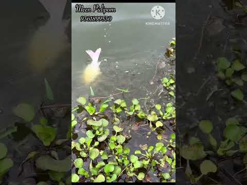 💥💯அதிசய Koi Carp Fish💯💥 | Meen Pidipom #chennai #fish #fishing #koicarpfish #entertainment