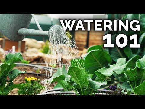 7 Tips to Water Your Garden Perfectly 🌻🚿