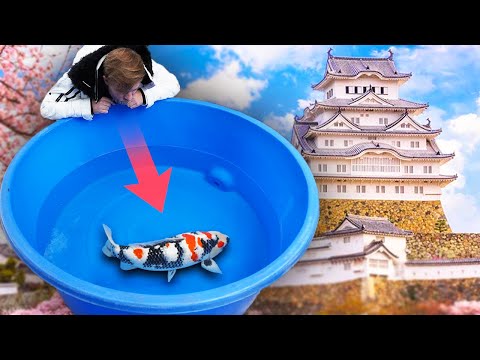 Participate in the All Japan Young Koi Show 2023 **Entering Fish** Part 1