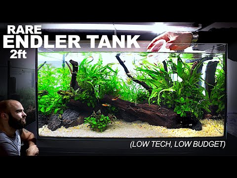 SUPER RARE Endler Guppy Tank: LOW TECH, LOW BUDGET (Aquascape Tutorial)