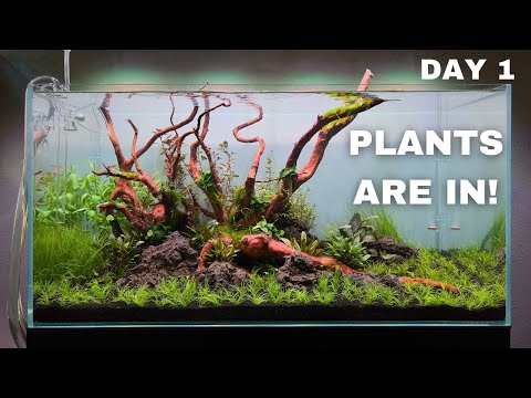 DAY 1 OF MY NEW AQUASCAPE! The Best Start For a Planted Tank!