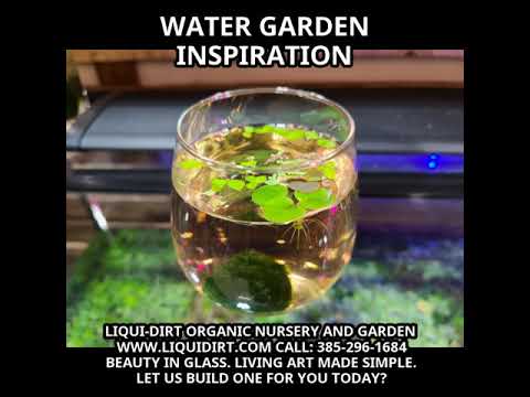 Water Garden Inspiration
