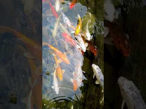 From Above or Below? #koi #fish #ponds