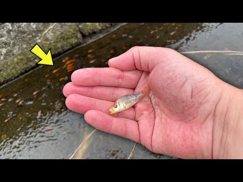 I found this Beautiful Koi Fish in a Street Canal of Japan..