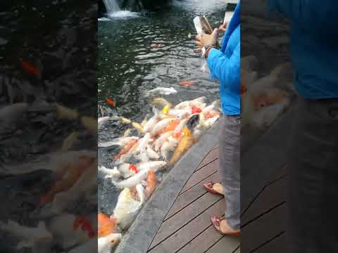 Hungry Koi Fish #shortsvideo #shortsfeed #shortvideo #shorts #koifish