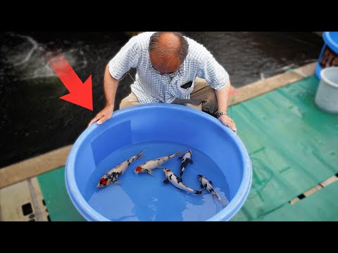 Selecting Black & White Koi Fish! (Shiro Utsuri)