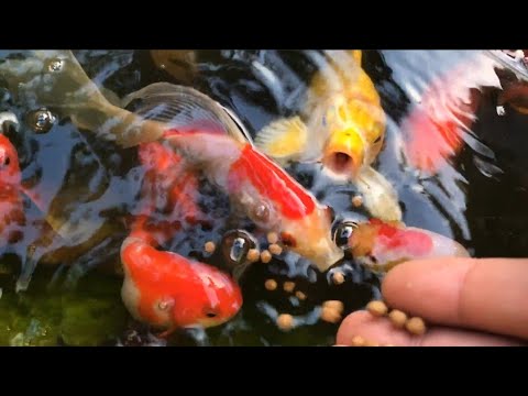 Wow amazing fishing give food || amazing koi fish video