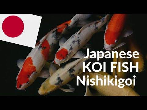 Discovered BEAUTIFUL Fish In A Pond| Japanese KOI FISH (Nishikigoi) 🇯🇵 – Koi Carp