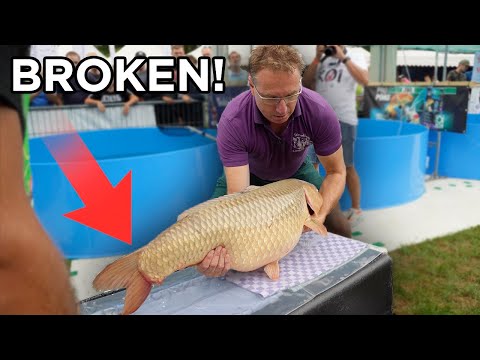 Expensive Koi Fish Gets Surgery – Here's What Happened