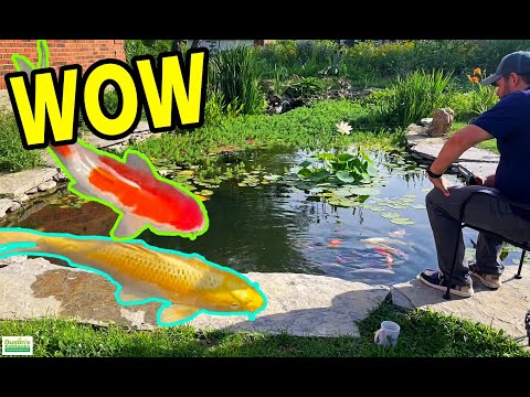 AWESOME Garden Pond Update: Beautiful Koi Fish & Plants