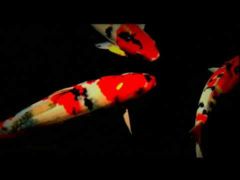 KOI FISH POND RELAXATION