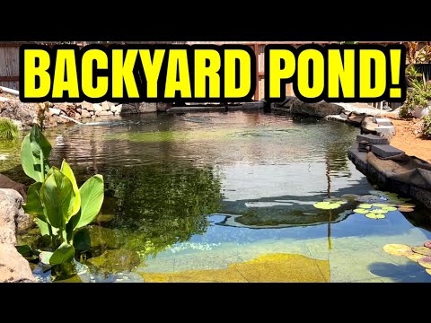 BUILDING A BACKYARD KOI POND!