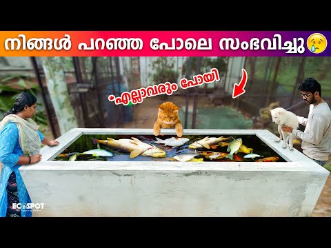 കുളത്തിലെ വലിയ KOI CARPകൾ ചത്തു പോയി 😭😭😭 | DEAD!!! My PET KOI FISH are ALL DEAD!