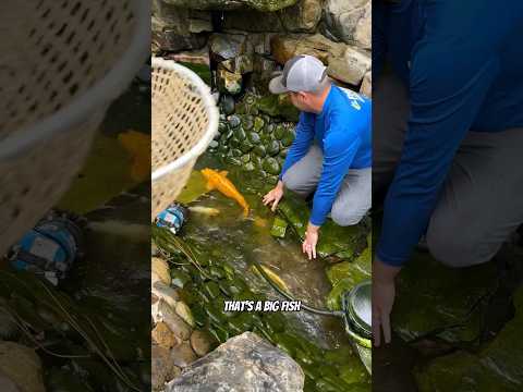 Buster Posey’s Koi Going to Shaq for his new 500 Thousand Gallon Koi Pond! #koi #koipond #shorts