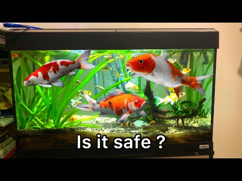 Can you keep koi fish in an Aquarium tank