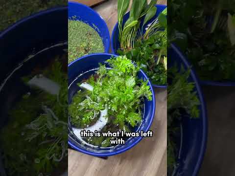 Adding aquarium plants to my goldfish tank! | Aquariums & Water Gardens