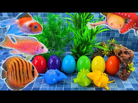 Colorful surprise eggs, lobster, snake, koi, cichlid, betta fish, frog, turtle, butterfly, discus