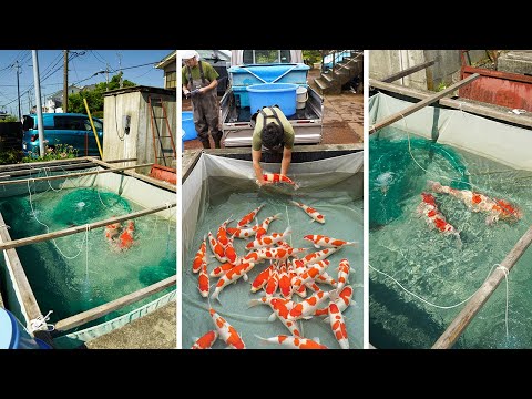 Nogami Koi Farm Shows Parent Fish for BREEDING 2023!!