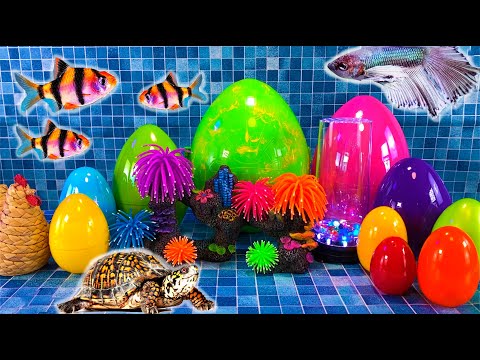 Colorful Surprise Eggs, Lobster, Snake, Koi, cichlid, Betta Fish, Goldfish, Frog, Turtle