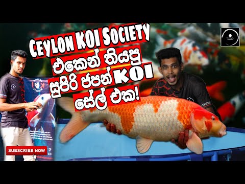 KOI Fish SALE in Sri Lanka 2023 | Ceylon Koi Society | The Fishyflex