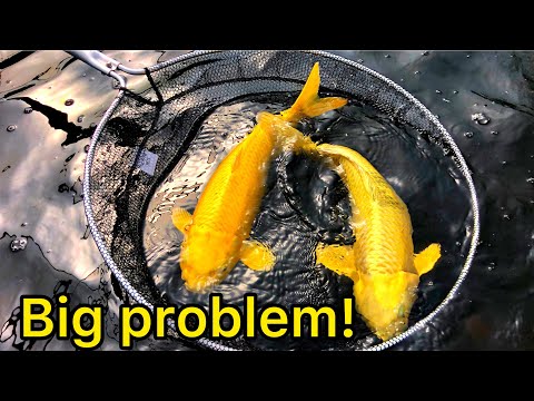 Big Problem With My 2000 Gallon Japanese Koi Pond! Uk koi pond