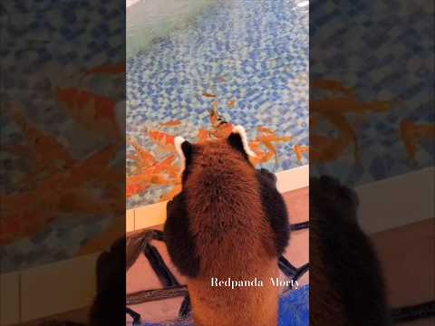 Red Panda Feeding Koi Fish #redpanda #cute #viral