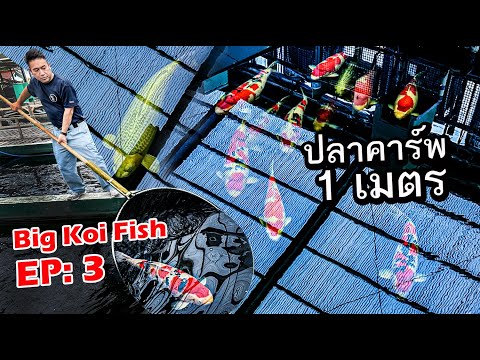 Big koi fish ปลาขนาด 1เมตร Ep:3 ไปดูปลาคาร์พ ในฤดูผสมพันธุ์ ที่ Sakai Fish Farm Hiroshima Japan