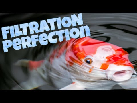 Perfect Koi fish pond filtration – everything you need to know