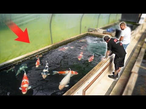 BIG Koi Fish in the UK's LARGEST Koi Growing Facility!