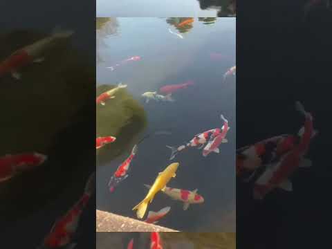 Koi pond 🐠 🐠🐠🐠