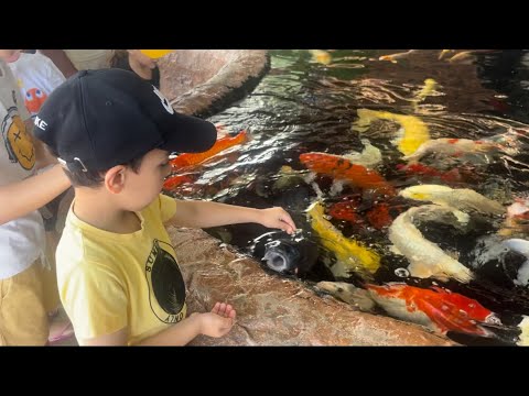 Feeding the koi fish اجمل انواع الاسماك الملونه (الكوي)