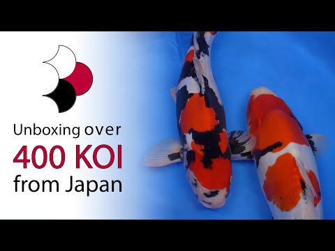 Our largest shipment of koi ever – Unboxing of 433 koi shipped directly from Japan