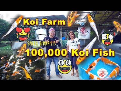 Koi Fish Farm – 100K kois