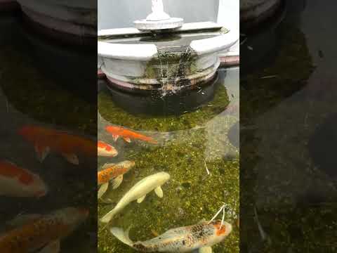 Ornamental Carp or KOI fish swimming in the Pond