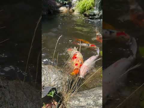 Feeding Time #koi #fish #fishing #koifish