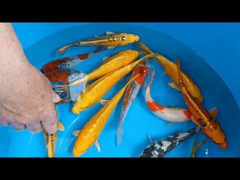 unpacking Koi Carp